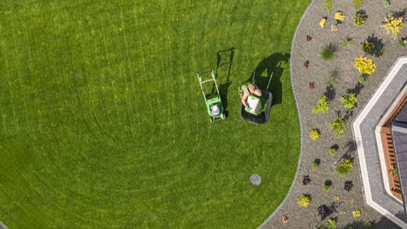 What Makes Buffalo Grass a Popular Low-Maintenance Lawn Option?